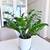 Large ZZ plant, Zamioculcas Zamiifolia 4 thumbnail