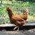 Hens 2 thumbnail