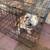 I'm looking for a companion for my English bulldog male 1 thumbnail