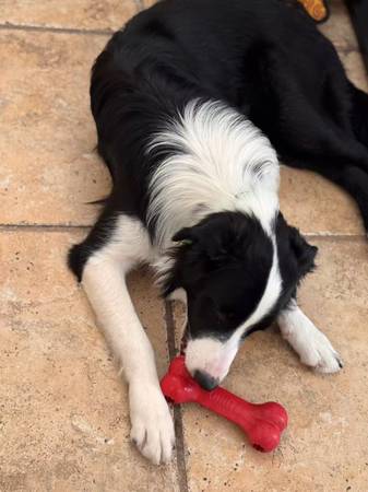 Border Collie Macho (Las Vegas)63860184570115120