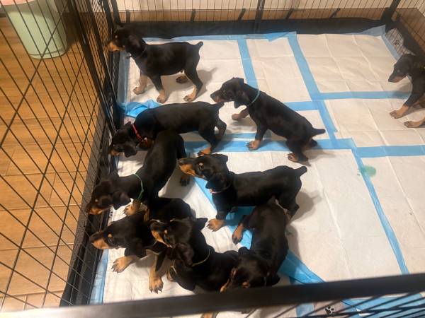 Cachorros de Doberman584408194834780161