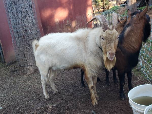 Registered Lamancha Buck 1