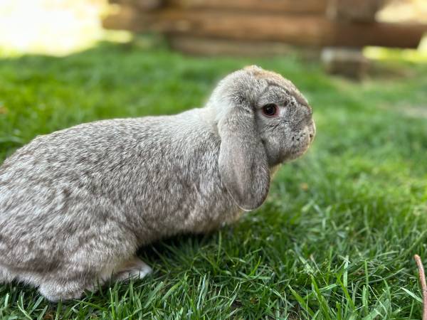Bunnies Available!!! 1