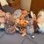Stuffed animals 1 thumbnail