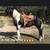 Gorgeous, Soggy Black & White Missouri Foxtrotter 3 thumbnail