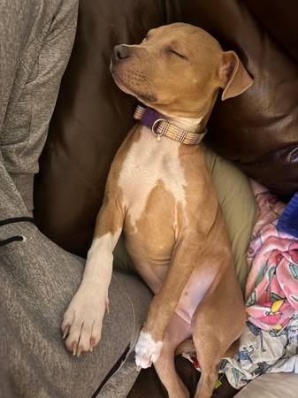 Pit Terrier year old (Cleveland)63686605091587122