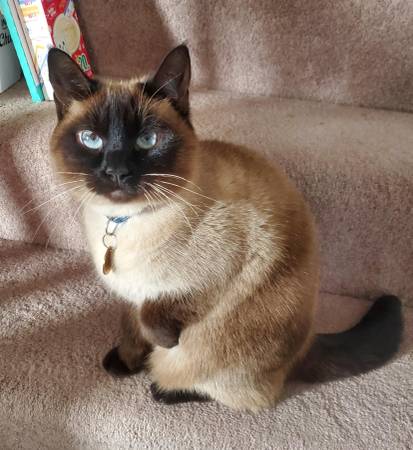 MISSING SIAMESE CAT--needs medication!! 1