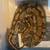 Ball Python 1 thumbnail