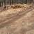 Free pine firewood 2 thumbnail