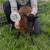 Ouessant Sheep crossed with Shetland Sheep and Soay Sheep Ewes 23 thumbnail