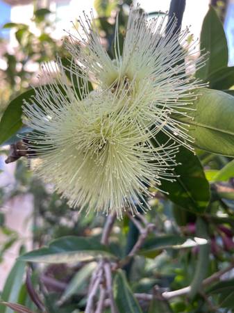 rose apple beautiful flower glossy dark green leaves 1