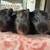 Baby Guinea pigs 1 thumbnail