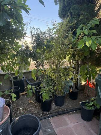 Fruit Trees - Fig, Loquat, Pomegranate, apple 1