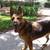 Pet Related Housing Issues? Pet / Sitting / Boarding short/long term 9 thumbnail