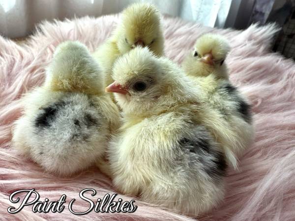 Japanese Silkies Bantam Chicks 1
