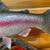 Hand-carved, wood, rainbow trout by World Champ carver, Michael Scott 7 thumbnail