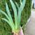 Purple Iris Plant 2 thumbnail