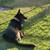 German Shepherd mix needs rehoming (Downey) 3 thumbnail