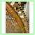 Rattan Peacock Arm Chair 12 thumbnail