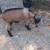 Nigerian Dwarf bucklings 3 thumbnail