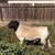 Build your flock with quality Dorper lambs + fresh Saanen milk 2 thumbnail