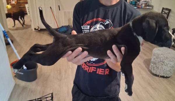 Pitbull puppie (Davenport)63687883129859121