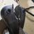 Harley part's  shovelhead 1974 original 5gal. gas tanks 3 thumbnail