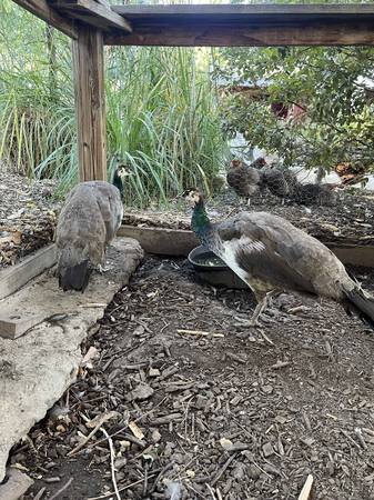 2 Female Peafowl 1