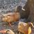 Male and female Buff Orpington Ducks 3 thumbnail