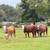 Rehoming cows 1 thumbnail
