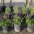Creeping Rosemary 1 thumbnail
