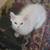 Ragdoll mix kitties 10 thumbnail
