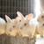 Selling New Zealander white rabbits 2 thumbnail
