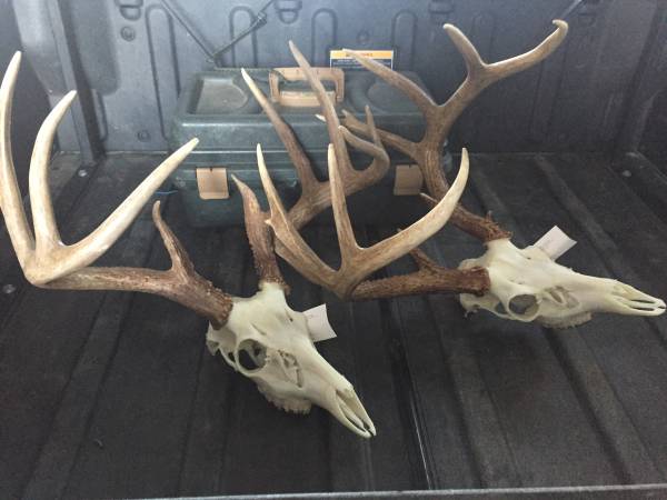 European mounts (taxidermy) - $80 (Moody/Trussville area)62969127923457121