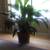 Peace Lily house plant 5 thumbnail