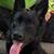 Rehoming German shepherd 4 thumbnail