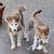 Husky pups (2) m/f 2 thumbnail