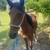 Horse 3 thumbnail