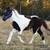 Percheron paint cross filly 8 thumbnail