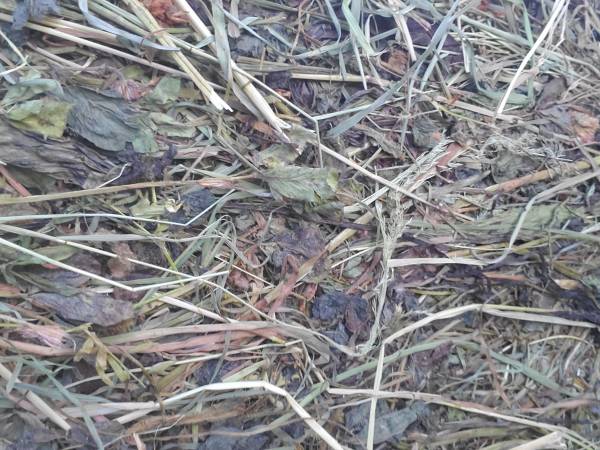 Clover Hay 4' Round 1