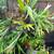 Staghorn Ferns for sale 3 thumbnail