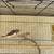 Birds 1 thumbnail