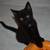 Cuddliest Black Kitten for adoption 3 thumbnail