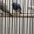 Finches Gouldian finch 1 thumbnail