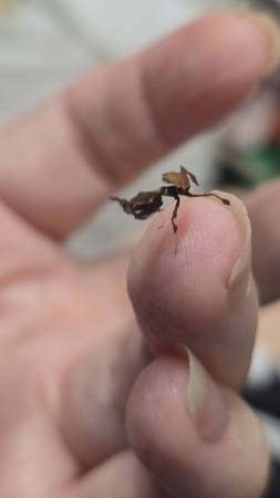 Mantis fantasma (Copperas Cove)63839343685123120