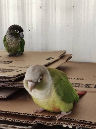 Lost Bird 1