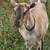 Dairy Goats 5 thumbnail