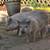 Pigs 2 thumbnail