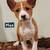 Basenji registered litter 18 thumbnail