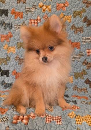Pomeranian 1